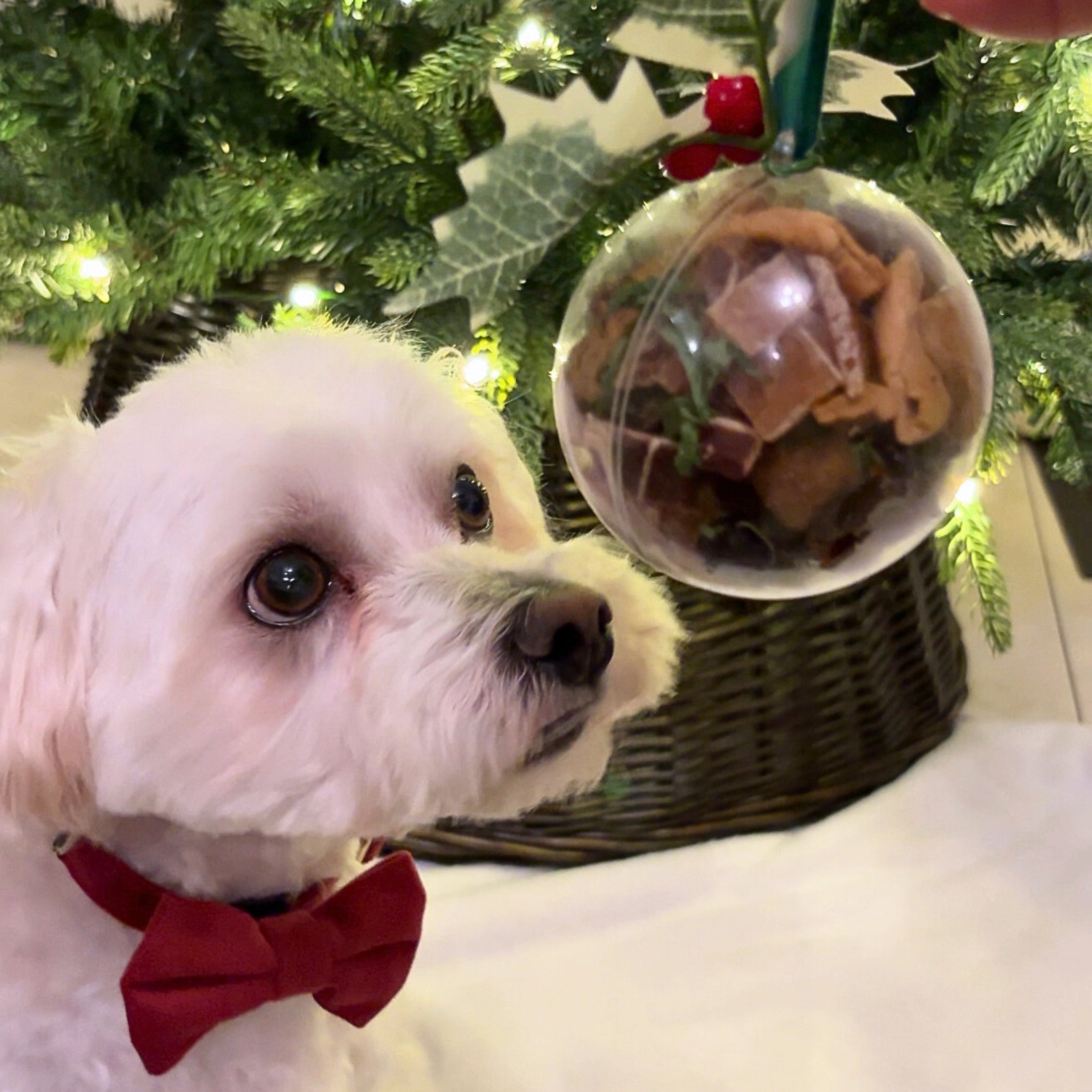 Personalised Christmas Feast Bauble — The Woofdrobe