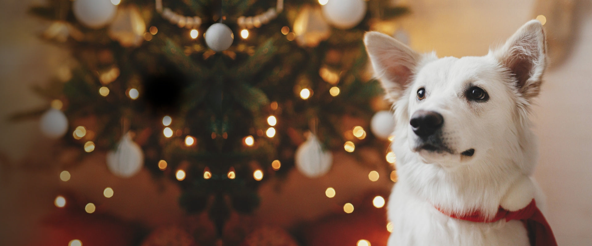 White dog in front of a decorated Christmas tree with lights.