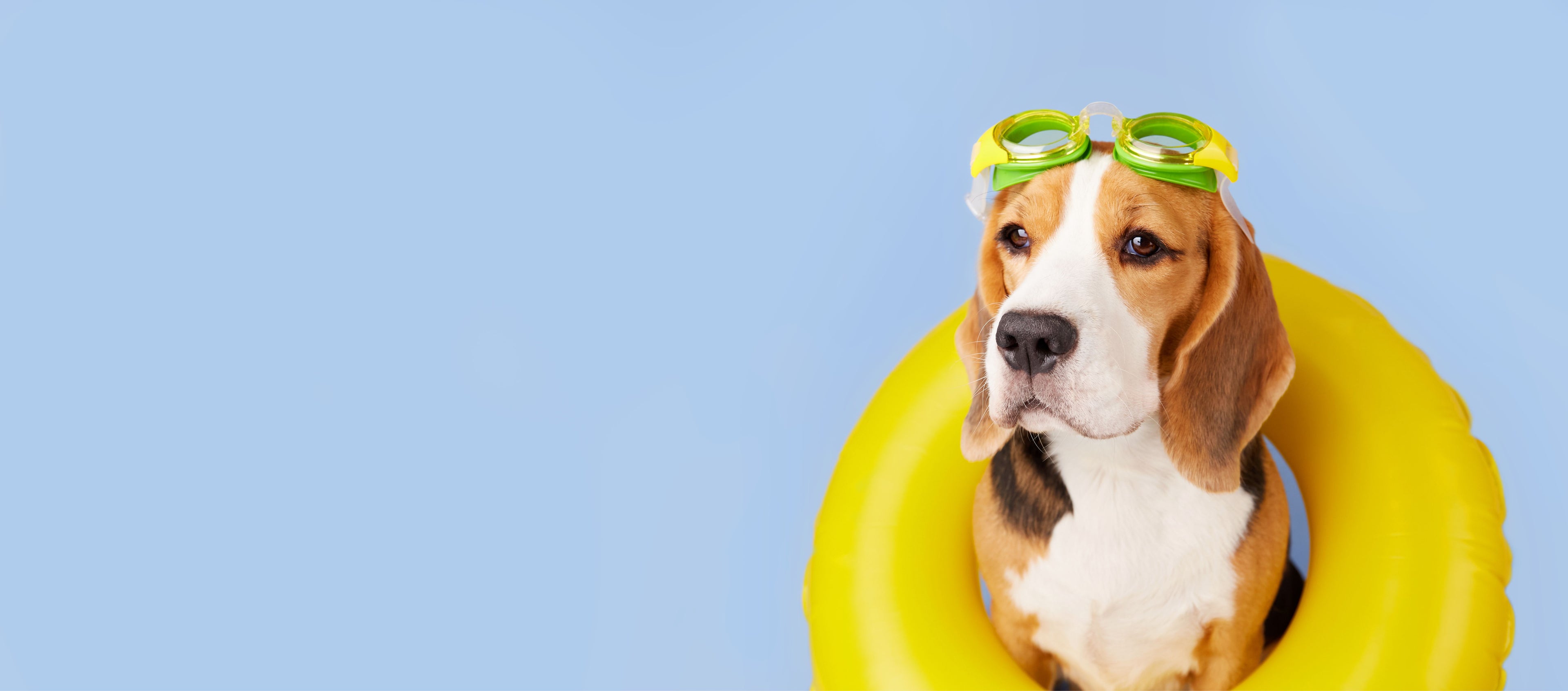 Dog in a rubber ring with swimming goggles on it's head