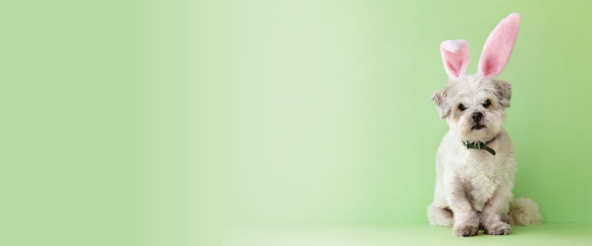 Dog dressed as an easter bunny